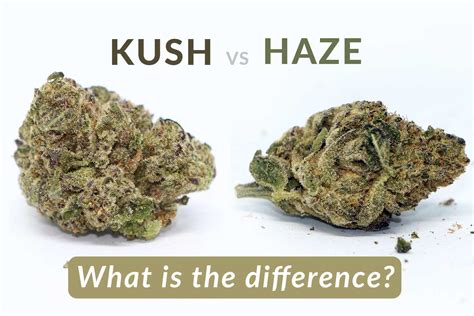 hade kush|Jade Kush Strain Complete Information .